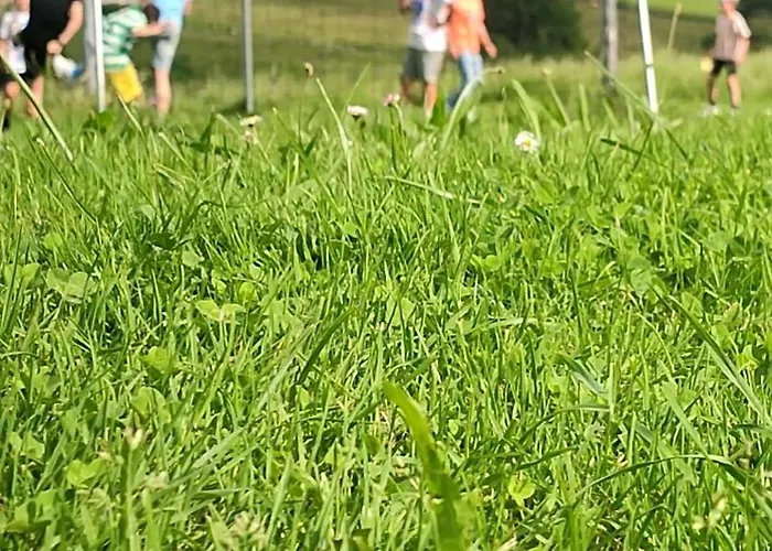 بيت شباب El Campo De Petra غرادو