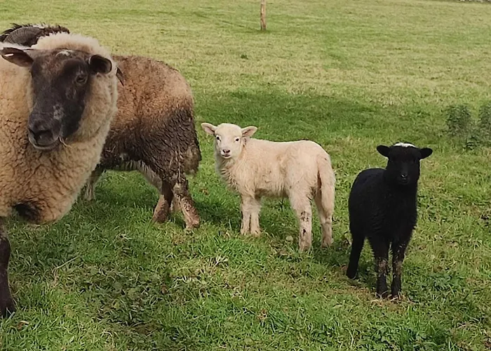 Hostal El Campo De Petra
